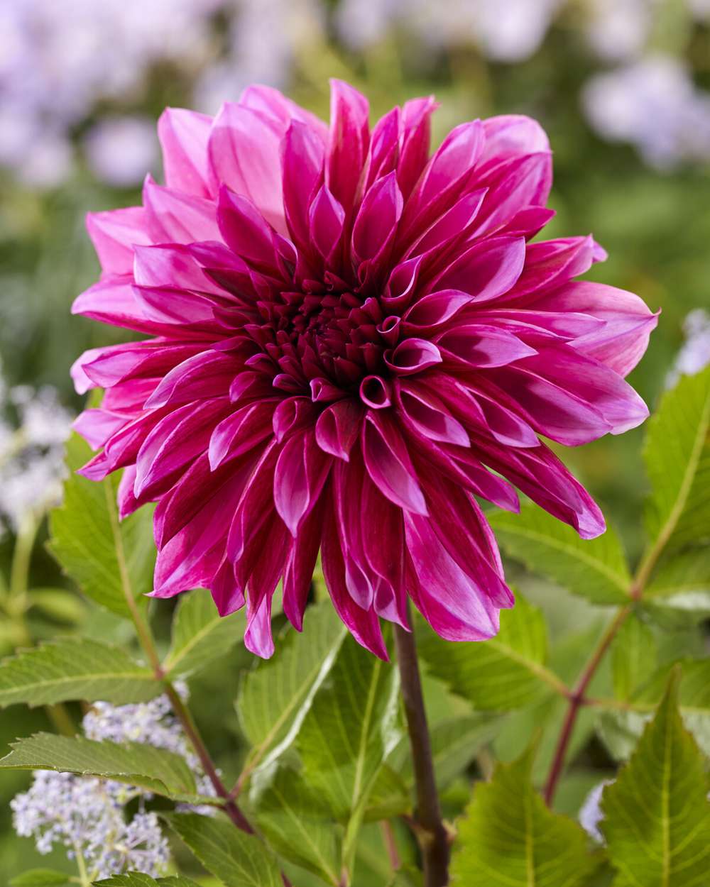 Dahlia 'Tanita'